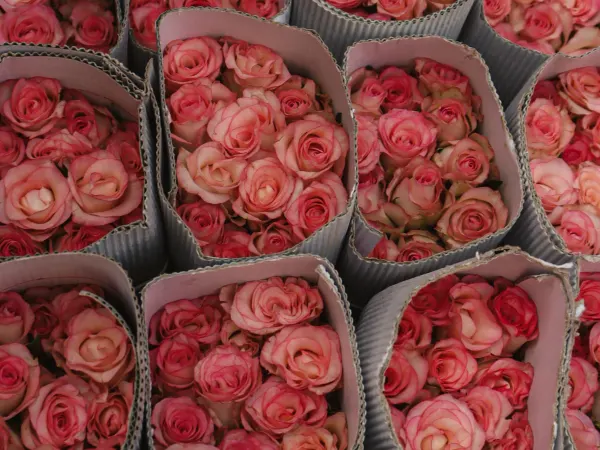 Fresh flowers representing temperature sensitive freight