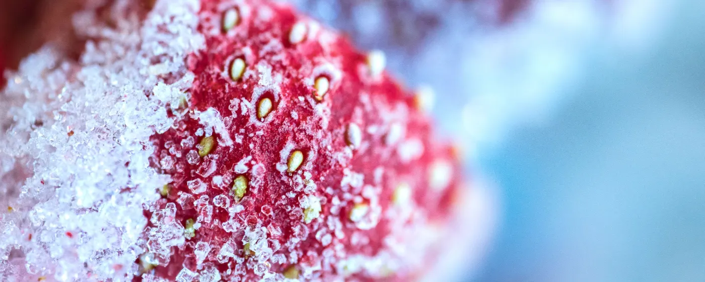 Macro shot of a frozen strawberry covered in ice crystals
